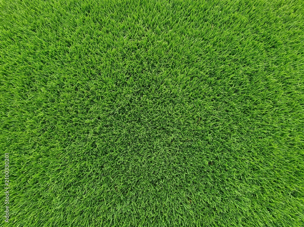 Fototapeta premium ​Main Subject: A lush, vibrant green grass lawn viewed from a top-down perspective.