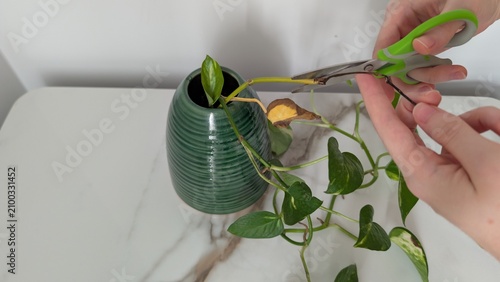 Принти на полотні Female hands caring for a houseplant, cutting off withered and damaged parts of a Golden Pothos vine with scissors