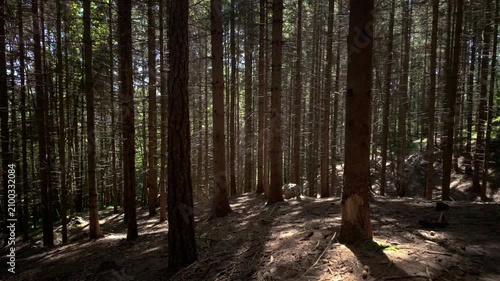 Dramatic Slow Motion Forest Scene with Sunlight Through Trees