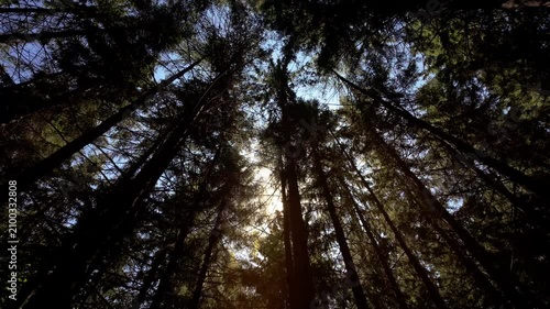 Sunlight Streaming Through Tall Pine Trees in Dense Forest