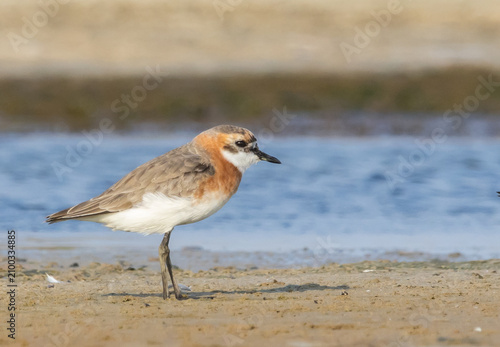 Bild auf Leinwand A beautiful lesser sand plover standing on the wet sand near the water during breeding season