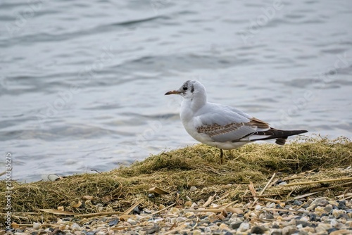 Fotografía A young wild seagull perched on a pebbly beach with dried algae near calm water