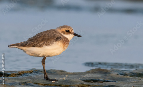 Canvastavla A beautiful lesser sand plover standing on the wet sand near the water during breeding season