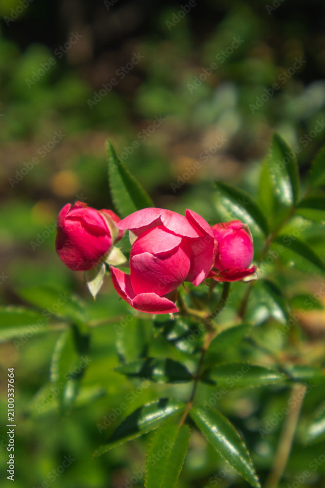 Fototapeta premium red rose in garden