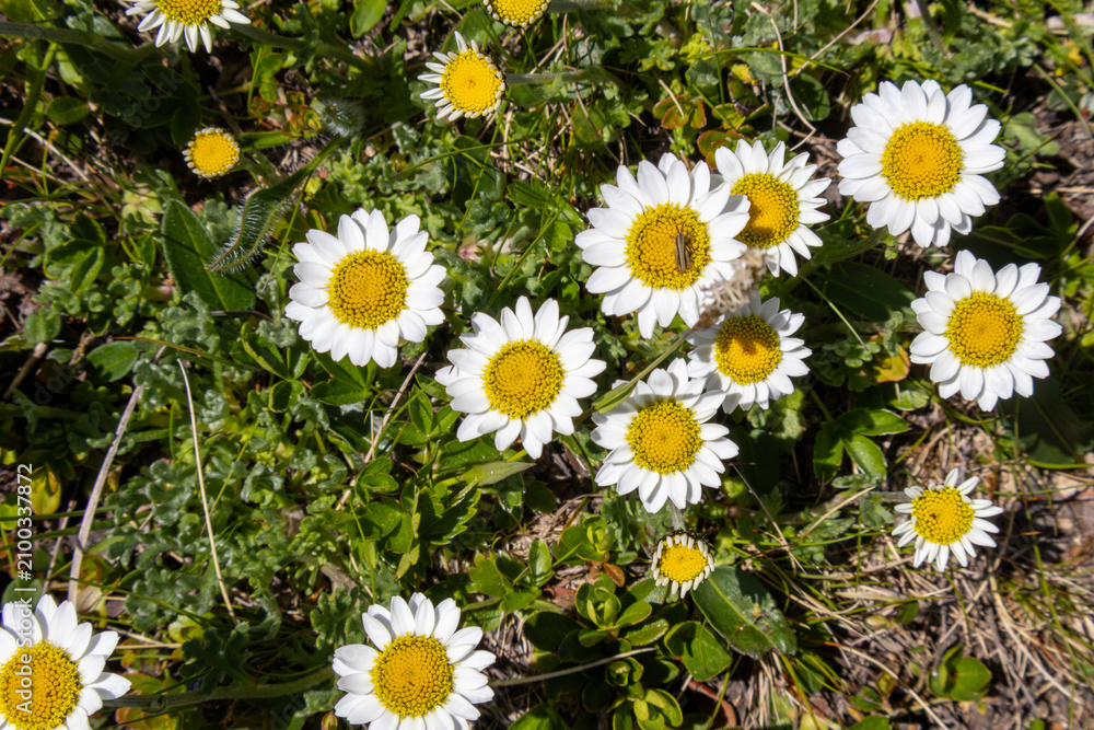 Fototapeta premium daisies in the grass