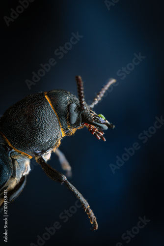 Black Beetle with Orange Antennae
Close up macro of a black beetle with distinctive orange-yellow segmented antennae.

