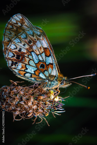 Fritillary Butterfly
Macro shot of a colorful butterfly sitting on a plant, detailed wings close up.
