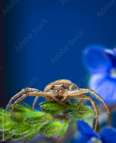 Crab Spider on a Blue Flower
Macro shot of a small crab spider waiting for prey on a vibrant blue flower.
