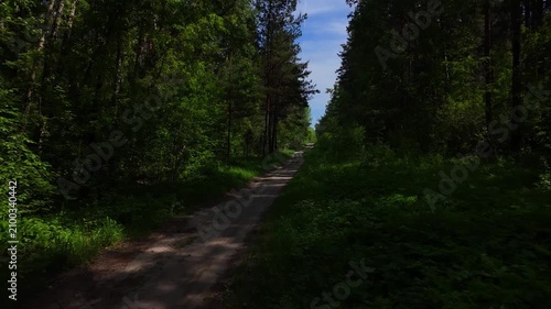 A low-altitude flight over a straight road cutting through a dense pine forest on a sunny summer day. Pine forest, Novosibirsk, Russia.