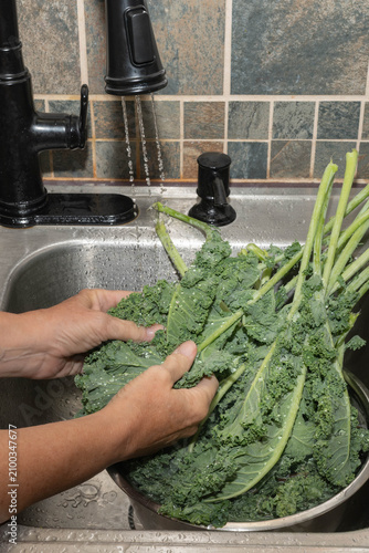 Person washing fresh, green, kale, (Brassica oleracea), under running water to prevent cyclosporiasis parasite.