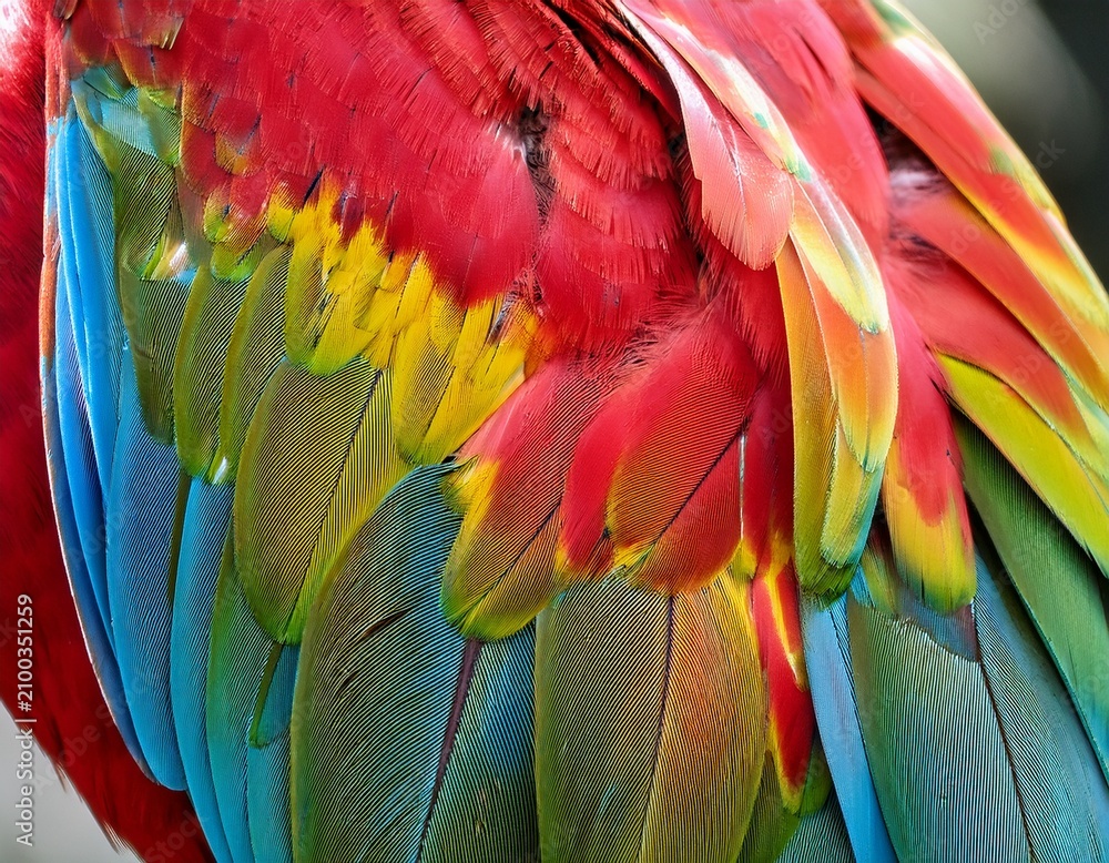 Obraz premium colorful feathers of a macaw close up view