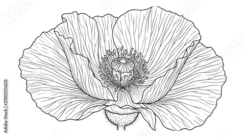 Konstfotografi Elegant poppy flower line art vector, detailed botanical illustration, delicate