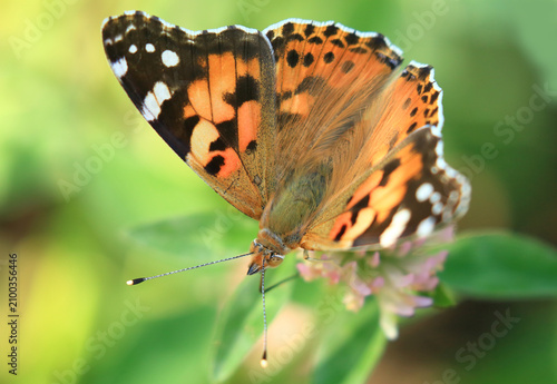Painted Lady, Vanessa Cardui, colorful butterfly on flower