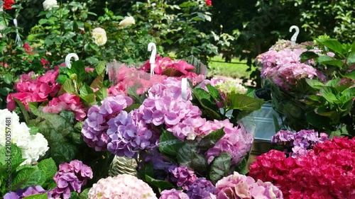Pink and purple hydrangeas display in a garden