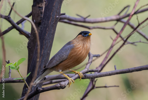 Foto Alert Brahminy Myna on thorny perch.