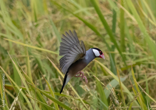 Java Sparrow It is a bird native to Java, Bali and other nearby islands in Indonesia. It lives in pairs or flocks in grasslands.
