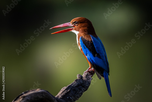 Canvastavla A white-throated kingfisher (Halcyon smyrnensis) perches on a branch with an open beak at Pathum Thani Rice Research Center, Thailand