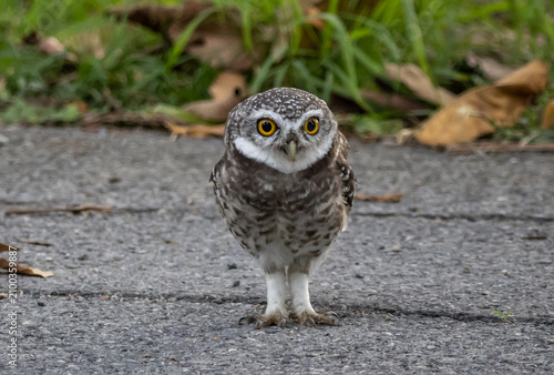 Canvastavla Spotted owlet (Athene brama) It is a type of bird of prey such as an owl