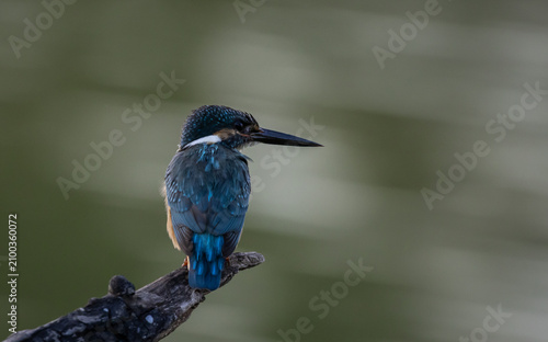 Common Kingfisher (Alcedo atthis) perched on a branch looking over the water at Pathum Thani Rice Research Center, Thailand.