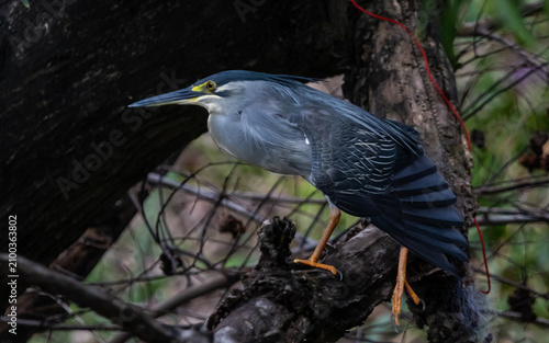 Striated Heron Migratory bird found in streams, rivers, water sources in urban areas and water sources in forests.