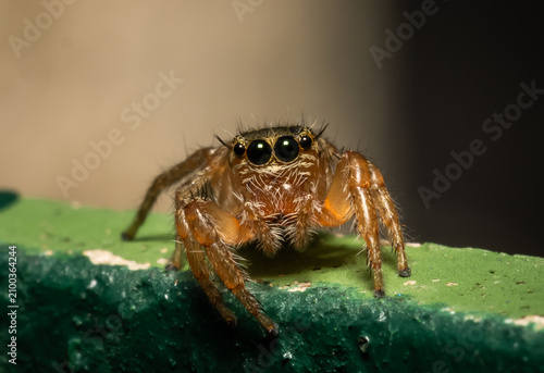 Bild auf Leinwand Jumping spider which comes from its distinctive feature of being able to jump far to hunt prey