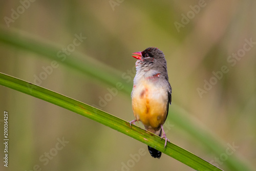 Red Avadavat (Amandava amandava) perched on green leaf in Pathum Thani Rice Research Center, Thailand.