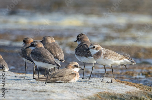 Foto A beautiful lesser sand plover standing on the wet sand near the water during breeding season