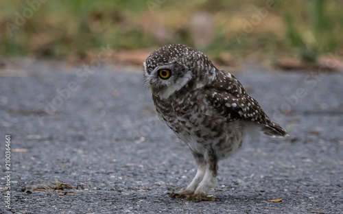 Spotted owlet (Athene brama) It is a type of bird of prey such as an owl. that can be found in Thailand
