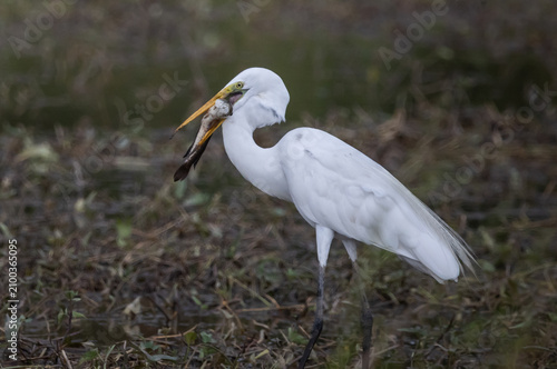 Obraz na plátně Great egret Standing in a rice field, catching snakehead fish to eat