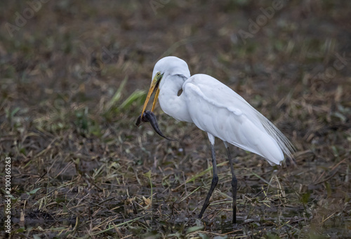 Great egret Standing in a rice field, catching snakehead fish to eat.