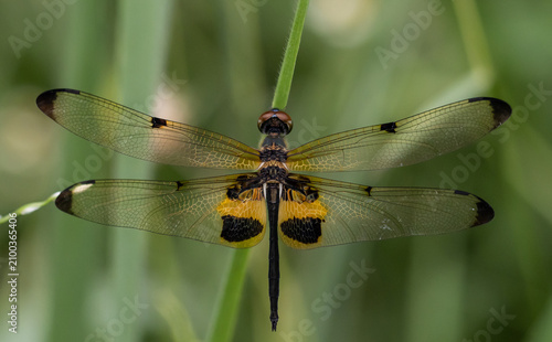 Neurothemis tullia Easily found throughout every region of Thailand.  Especially low-lying areas in the central region throughout the year.