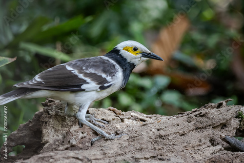 Black-collared Starling (Gracupica nigricollis) perching on a weathered log.