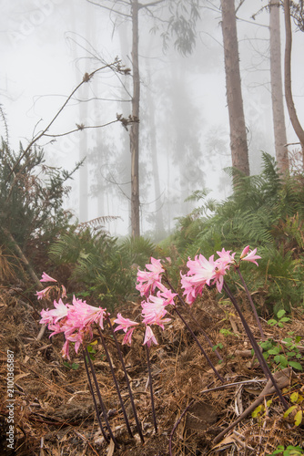 Amaryllis belladonna blossoms by the roadside in foggy eucalyptus forest in Madeira