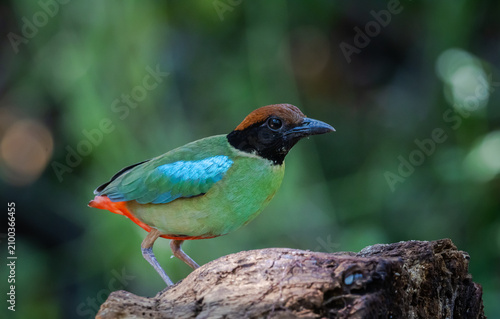 Close-up of a colorful Hooded Pitta bird perching on a log in the wild jungle of Asia.
