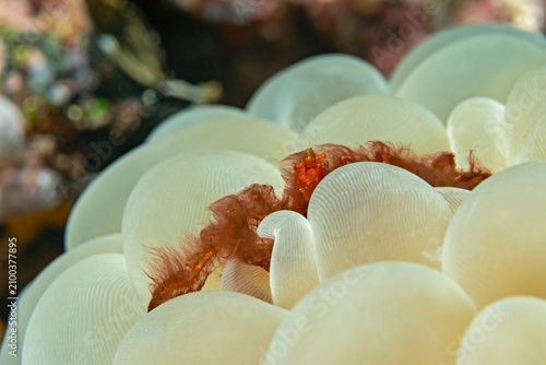 Foto Orangutan Crab (Achaeus japonicus) on bubble coral.