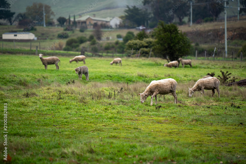 Fototapeta premium Flock of shorn sheep grazing in a green pasture paddock on an Australian countryside farm