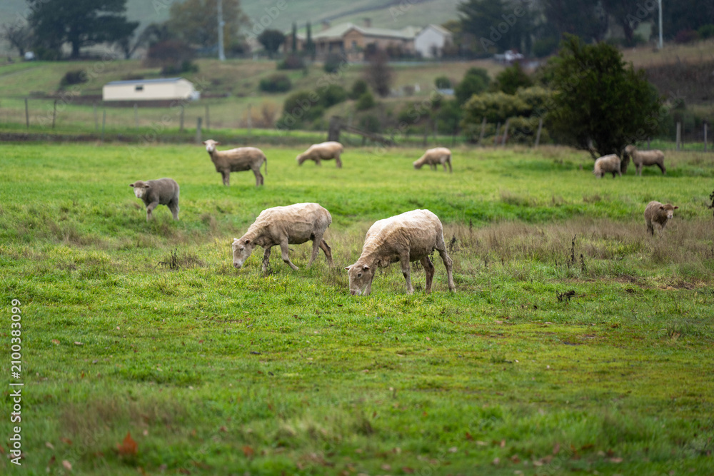 Fototapeta premium Flock of shorn sheep grazing in a green pasture paddock on an Australian countryside farm
