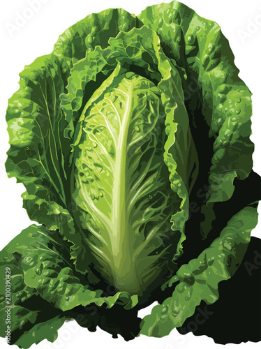 Fresh green lettuce head wi...