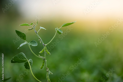 Soybean cultivation in the humid pampas, Buenos Aires Province, Argentina.