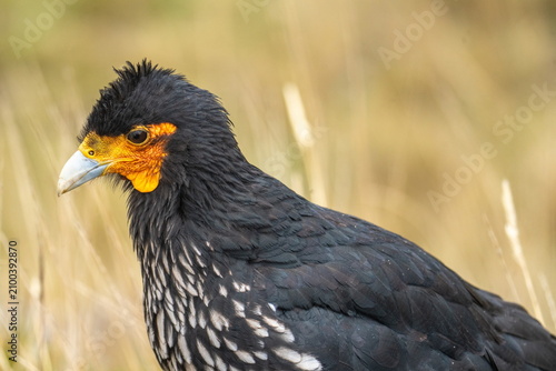 Close up of a carunculated caracara (Phalcoboenus carunculatus) at the Antisana Ecological Reserve, outside of Quito, Ecuador
