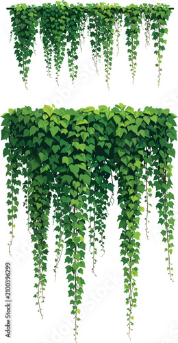 Hanging green ivy vines, lu...