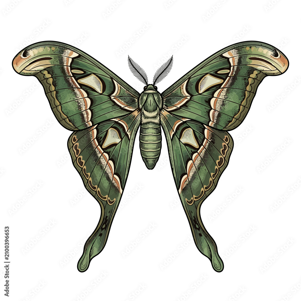 Fototapeta premium Detailed vintage etching of a giant green silkmoth isolated