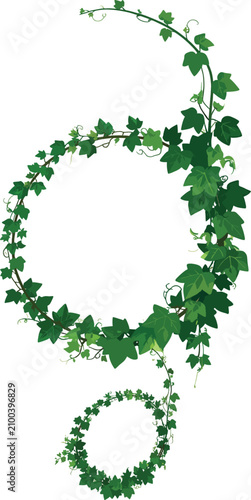 Green ivy vine forming a ci...
