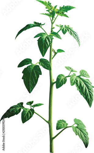 Isolated green tomato plant...