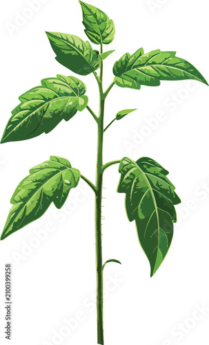 Isolated green plant seedli...