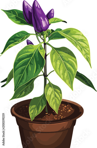 Isolated purple chili peppe...