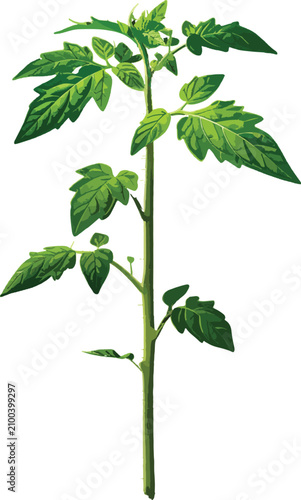Isolated green tomato plant...
