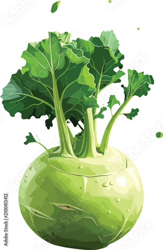 Fresh kohlrabi vegetable wi...
