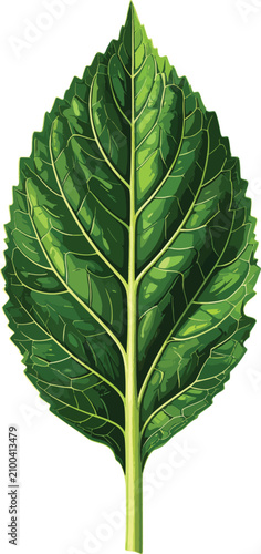 Detailed green leaf with pr...