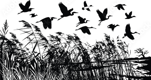 Foto Black and white silhouette of a flock of birds flying over a marshy wetland, reeds and grass landscape, nature scenery, vector illustration design